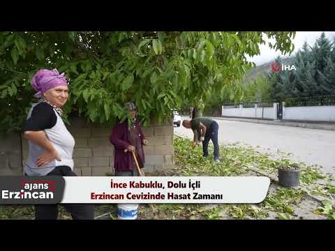 İnce Kabuklu, Dolu İçli Erzincan Cevizinde Hasat Zamanı
