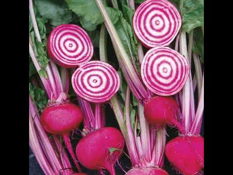 129 Cool Season Quick Maturing Vegetables. The Oleander. Pot Size Matters!