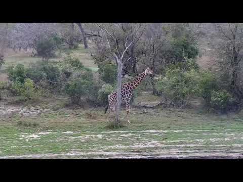 Djuma: Giraffe-Pt:2 - 10/08/20