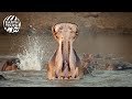 Hippos Fight For Territory