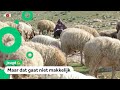 Waed heeft les tussen de schapen