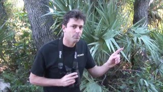 EyeShields® for Birding by Field Optics Research