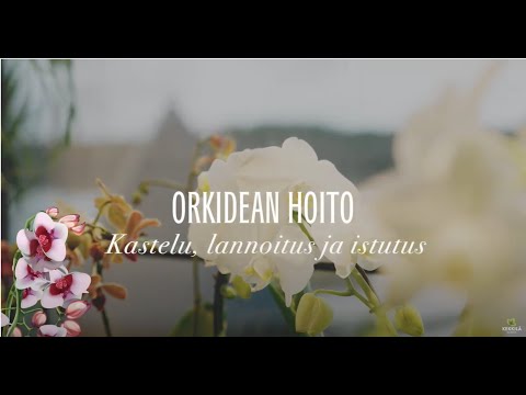 , title : 'Orkidean hoito - Kastelu, lannoitus ja istutus'