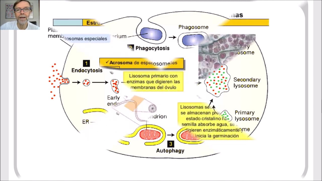 Lisosomas, peroxisomas y glioxisomas V43