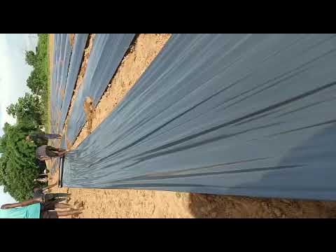 CHILLY Mulching Film