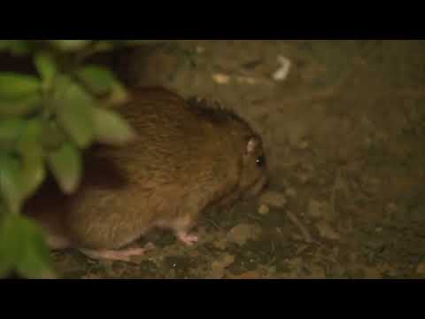 NYC Rat Migration Summit