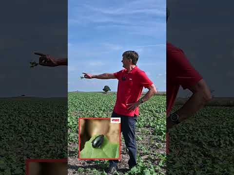 Live vom Acker – Tipps und Tricks aus den Regionen: Insektizid gegen Rapserdfloh