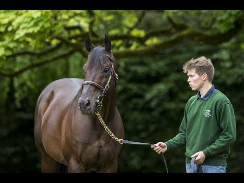 Worthadd, champion son of Dubawi