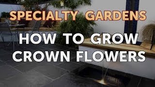 How to Grow Crown Flowers