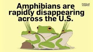 Amphibians Are Rapidly Disappearing