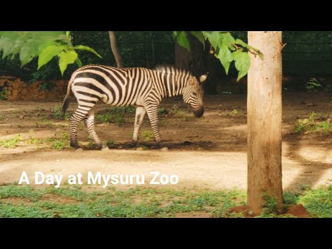 A Day at Mysuru Zoo | Mysore Zoo Full view - Part 2 | Chamarajendra Zoological Gardens| Karnataka