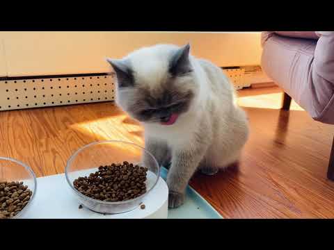 How Cats Eat Food ASMR Exotic Shorthair