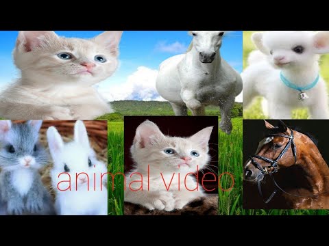 #animals cats puppy dogs cats cows