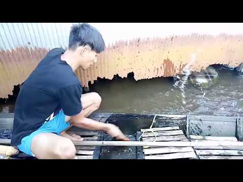 MAUNJUN PAPUYUU BAJUKUNG AMBUS