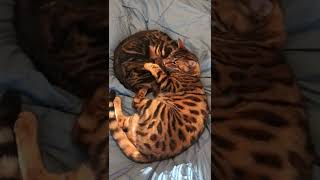 Bengal Cats Videos