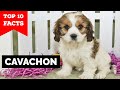 Cavachon Top 10 Facts