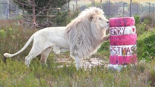 Never Invite BIG Cats to Christmas Parties!
