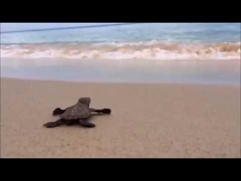 Baby Sea Turtles, New Born - FIRST STEPS IN LIFE
