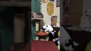 今日の、らにとぽんず。2018. 11.7 today's my kitty