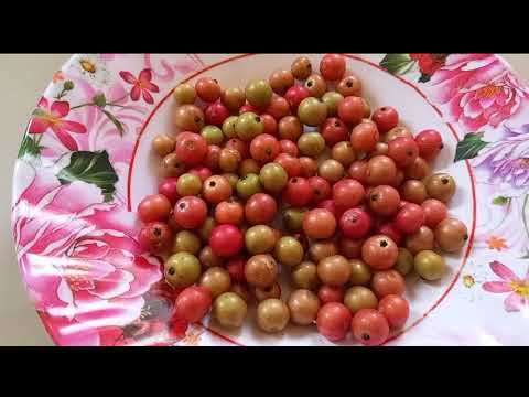 so very sweet Jamaican cherry