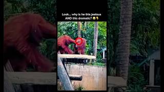 Orangutan Gets Jealous of Bananas