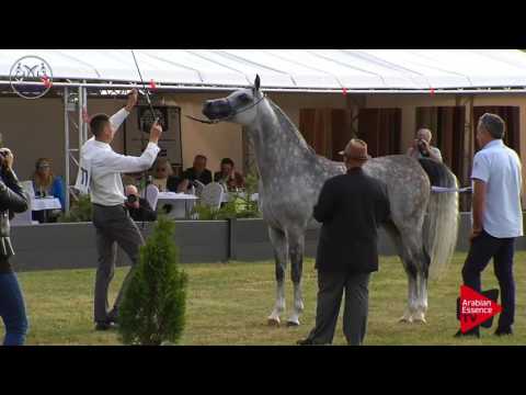N.77 ZLOTY MEDAL - Radom 2017 - 4.6 Years Old Stallions (Class 9)