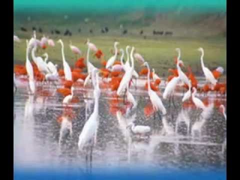 Alma Llanera video