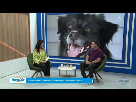 Fevereiro Roxo: Prevenção de doenças em animais idosos 06 02 2023