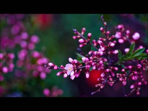 Lembit Himma - Kui veel oled vaba