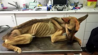 Incredible recovery of the starving puppy so thin bones were protruding through her skin