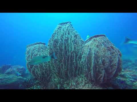 download lagu mp3 mp4 Reef Watch India, download lagu Reef Watch India gratis, unduh video klip Reef Watch India