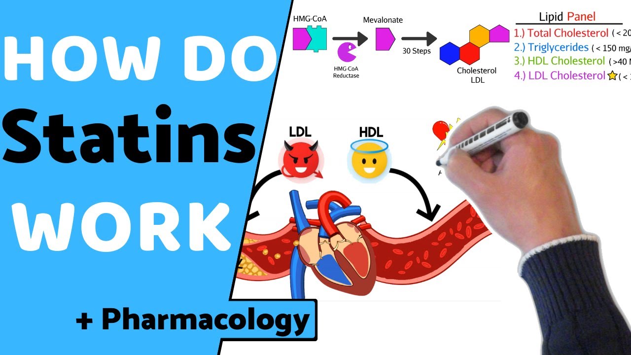 How do Statins Work? (+ Pharmacology)