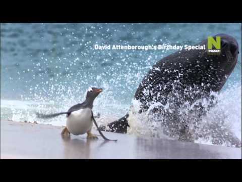 David Attenborough's Birthday Special