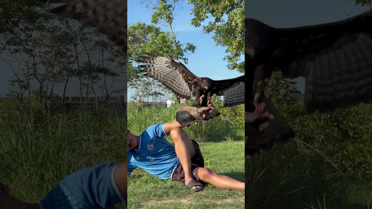 The wonderful Eagle training style #amazing #eagle #eagleflying #eagletraining