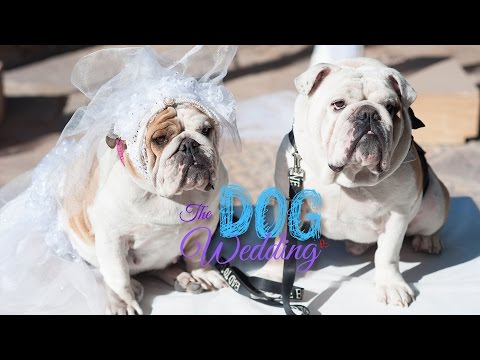 Trailer The Dog Wedding Trailer - Romantic Comedy