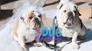 The Dog Wedding Trailer - Romantic Comedy