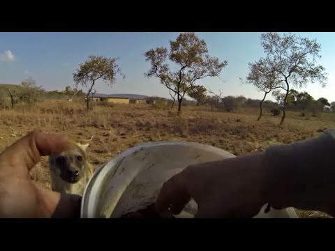 How To Get A GoPro Off A Hyena | The Lion Whisperer