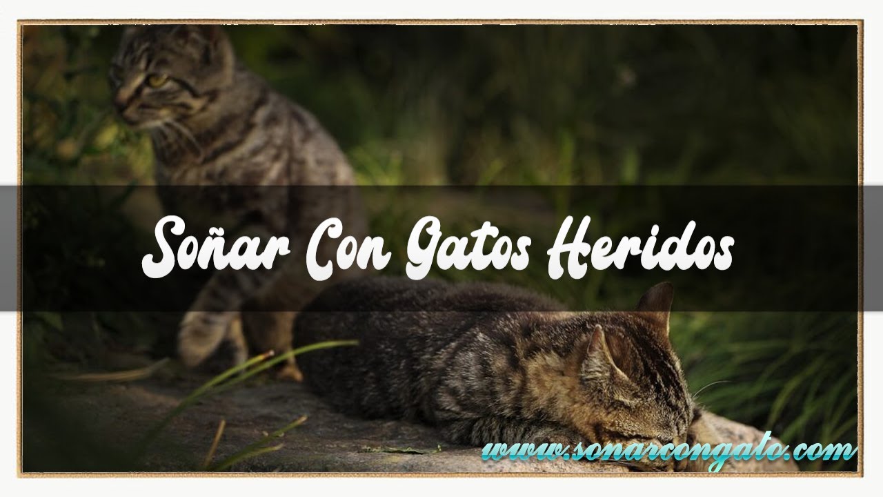 SOÑAR😴 GON GATOS😸 HERIDOS🤕 QUE SIGNIFICA SOÑAR CON UN GATO HERIDO O ENFERMO😴😾 SUEÑOS CON GATOS💥🐾