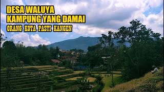 Download lagu Inilah Desa Waluya kampung yang sejuk dan damai || Orang kota pasti merindukan mp3 Download lagu Inilah Desa Waluya kampung yang sejuk dan damai || Orang kota pasti merindukan mp3