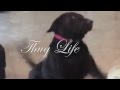 Thug Life Dogg 