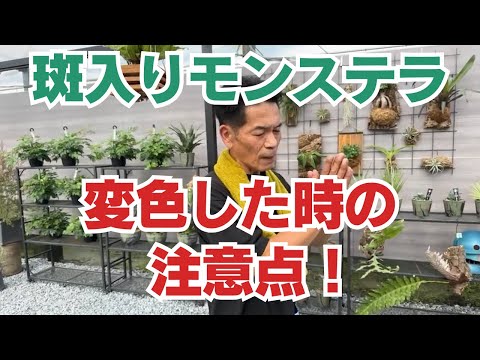 黒檀の家族 植物