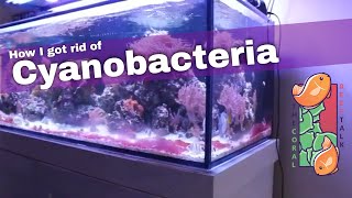 How I removed Cyanobacteria-Red Slime from my Reef Aquarium!