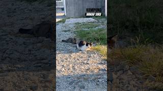 Download lagu 🐈 🔥 #cat #youtubeshorts #fyp #viral #travel #sololeveling #vlog #malaysia #fire #nature #trending mp3 Download lagu 🐈 🔥 #cat #youtubeshorts #fyp #viral #travel #sololeveling #vlog #malaysia #fire #nature #trending mp3