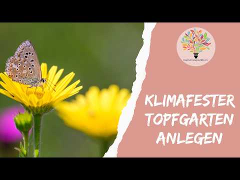 Trockenheitsfester Topfgarten: Diese Wildblumen funktionieren wirklich im Kübel - Gartenexpedition