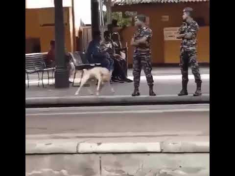 Military Dog Requests And Gets 30 Seconds Leave To Be A Goofball