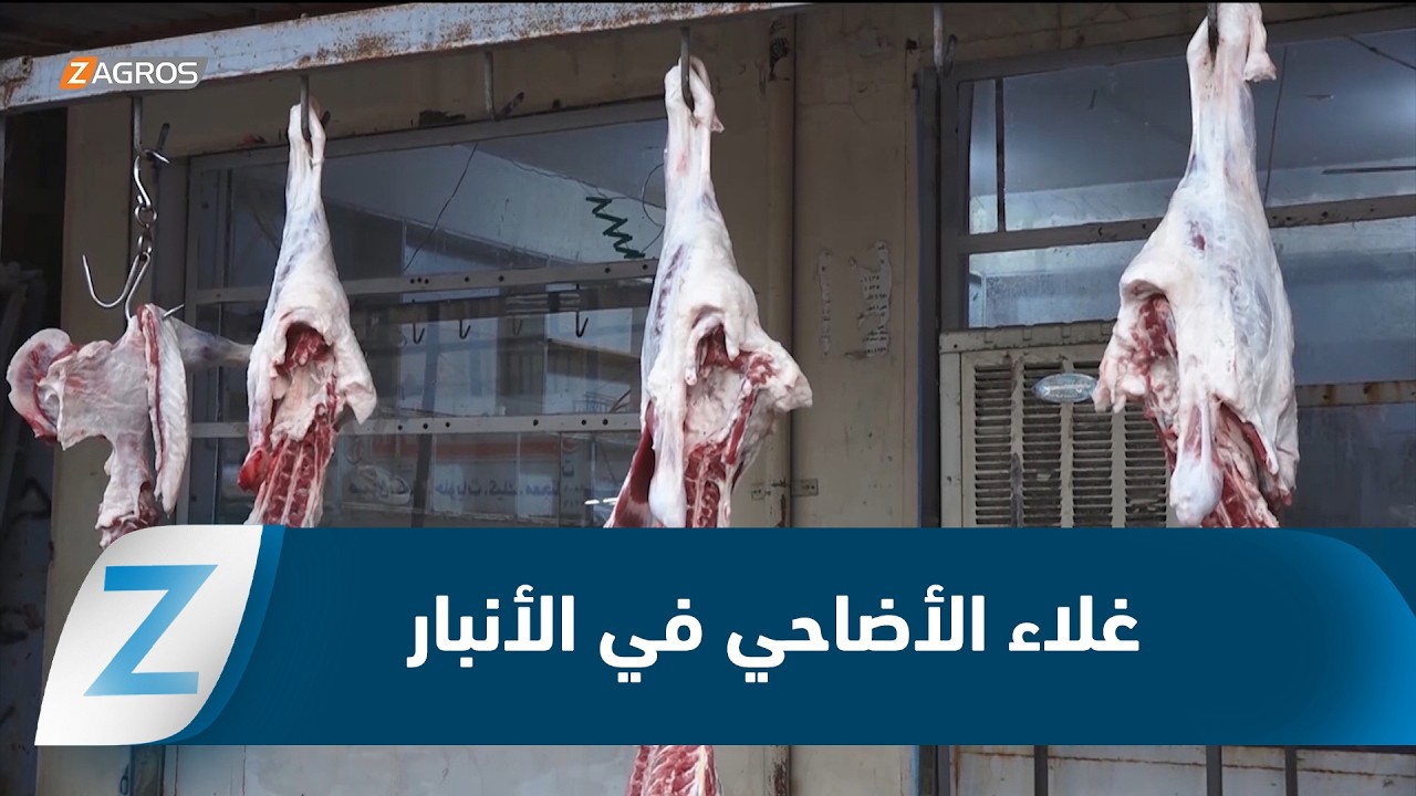 فيديو | الأنبار.. غلاء الأضاحي يثقل كاهل الأهالي ويحرم كثيرين من طقوس العيد