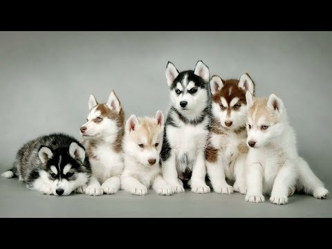 12 races de chiens les plus populaires – photos de la beauté incroyable