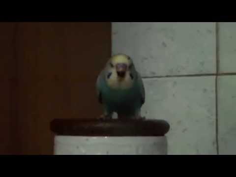 Lello o' Pappagallo ca cazzimm - Carmine Migliaccio