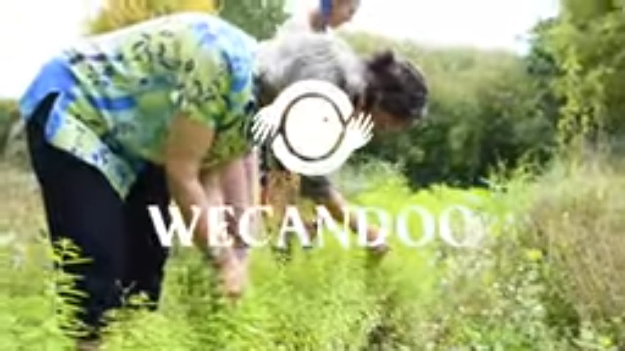 Initiez-vous à la cueillette de plantes sauvages et découvrez leurs bienfaits - Video