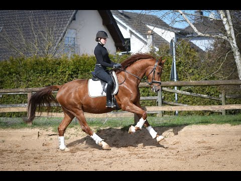 Iskander v. Ibiza 4-jähr.